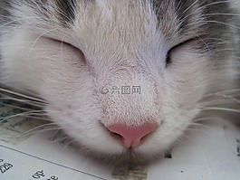 貓,小貓,臉