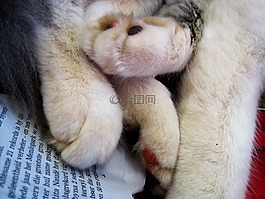 猫,爪子,软