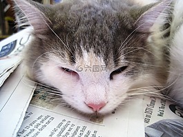 猫,小猫,白色和灰色