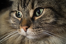 猫,挪威森林猫,猫的眼睛