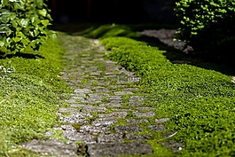 路,路面,kőjárda
