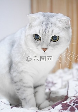 蘇格蘭折耳 貓,漸層色,貓