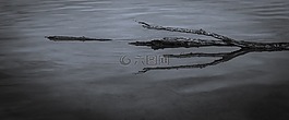 科,湖,陰沉