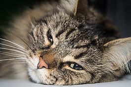 猫,挪威森林猫,猫的眼睛