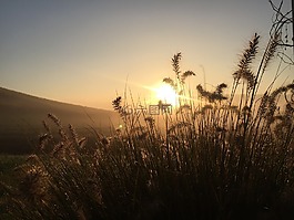 草,性質(zhì),草地