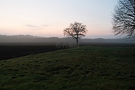 樹,耕地,abendstimmung