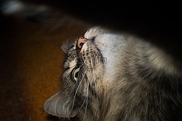 猫,挪威森林猫,猫的眼睛