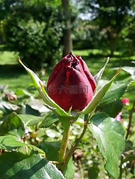 粉色,性質(zhì),花園