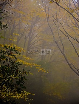 自然,森林,樹