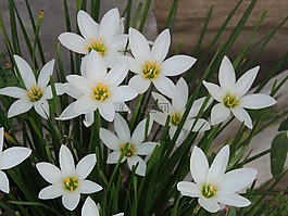 花,自然,植物區(qū)系