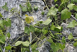 性質(zhì),植物,石