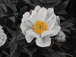 玫瑰,花,廠