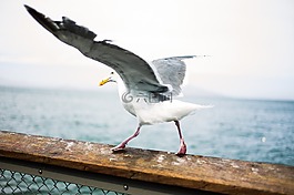海鷗,翅膀,海鳥