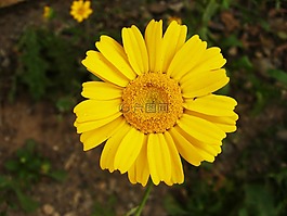 花,花園,夏季花卉