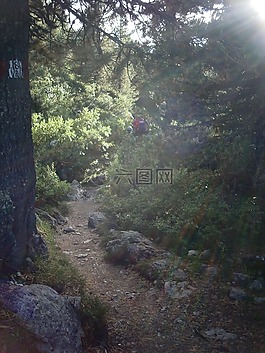 森林,離,lichtspiel