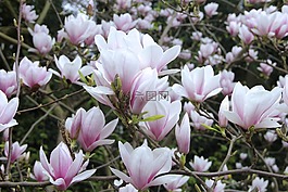 玉蘭,郁金香玉蘭,鮮花