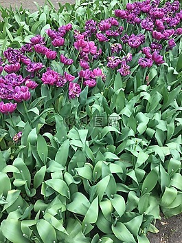 郁金香,紫色,鮮花