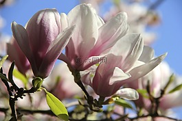 玉蘭,郁金香玉蘭,鮮花