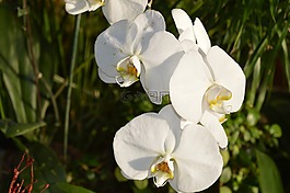 百合,白,花