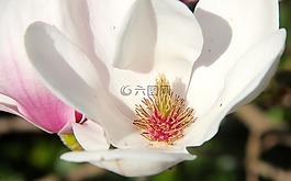 玉蘭,郁金香玉蘭,開花