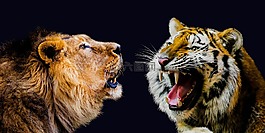 動物,獅子,虎
