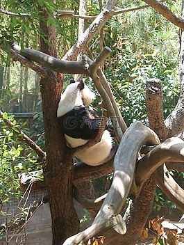 熊貓,動(dòng)物園,動(dòng)物