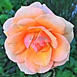 玫瑰,花,開花