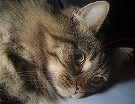 猫,挪威森林猫,猫的眼睛