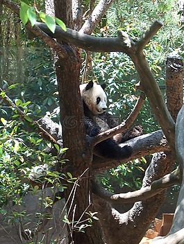 熊貓,動(dòng)物園,自然