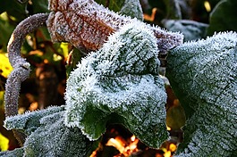 雪,eiskristalle,葉子