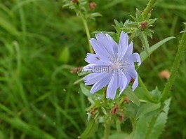 cichorij,花卉,護堤