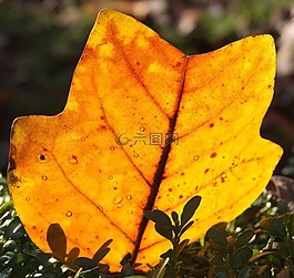 葉子,秋季,楓葉