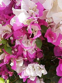 bougainvillae,花,粉色
