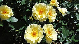 鮮花,玫瑰,黃色的花朵