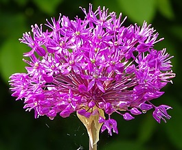 性質(zhì),花,廠