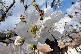 鮮花,宏,花園