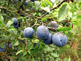 schlehe,浆果,水果