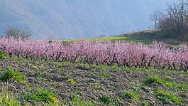 景觀,性質(zhì),字段