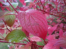 秋季,葉,紅色