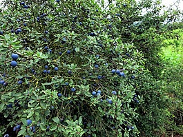 schlehe,浆果,水果