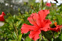 沙仑的玫瑰花,槿,花
