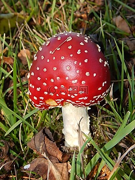 飛木耳,蘑菇,秋季