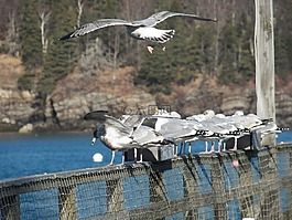 海鷗,鳥,羽毛
