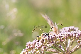 昆蟲(chóng),花,甲蟲(chóng)