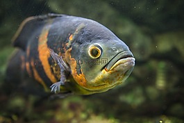 魚(yú),水族館,水下