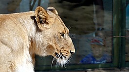 動物園,動物,獅子