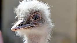 鴕鳥(niǎo),動(dòng)物園,動(dòng)物