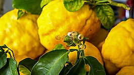 開花,檸檬,食品