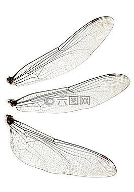 甲蟲，昆蟲,特寫,蜻蜓