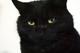 貓,黑色,肖像